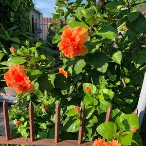 Meet your Posher, Stormy